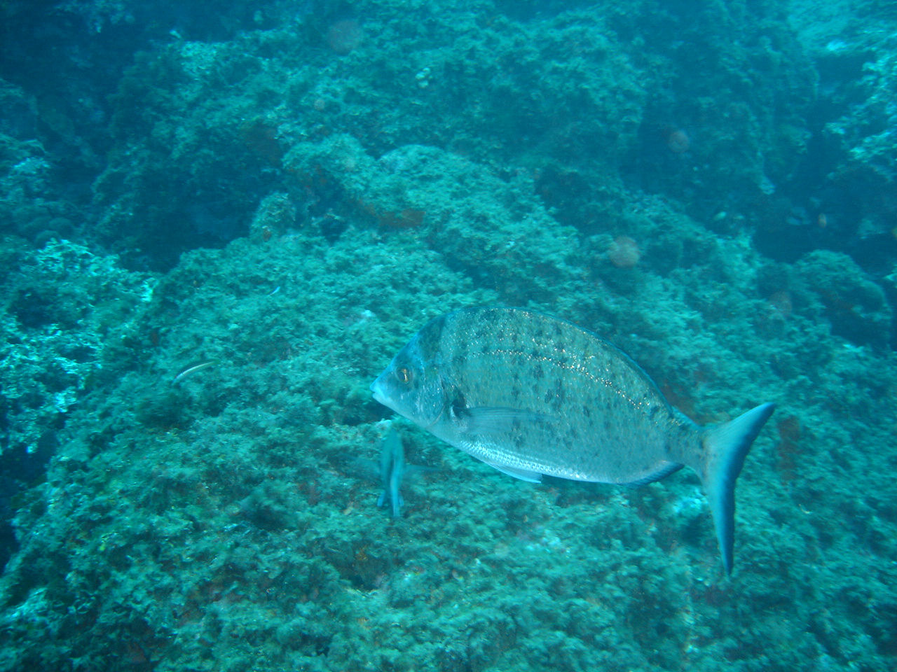 Diplodus puntazzo (Sarago pizzuto)